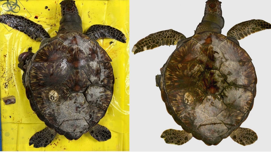 Aquatic Wildlife
