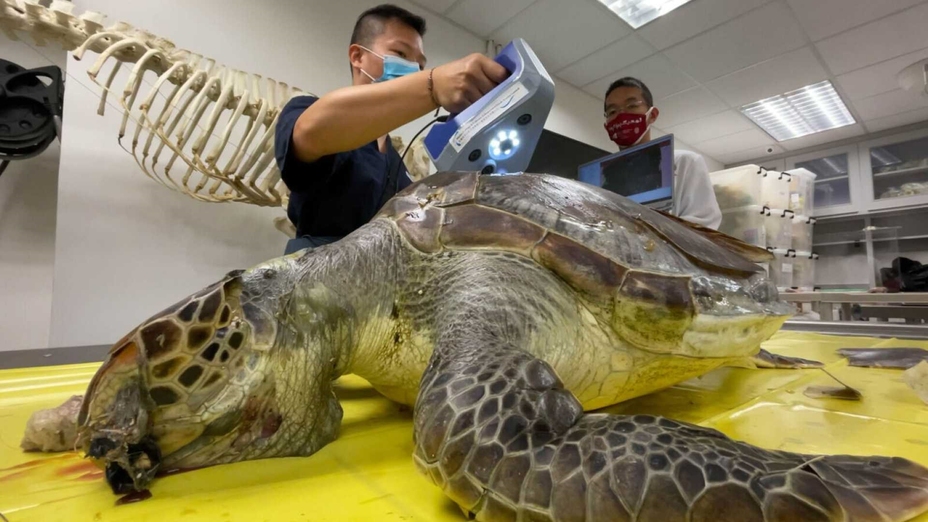Aquatic Wildlife